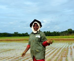 Woman sowing rice in paddy field