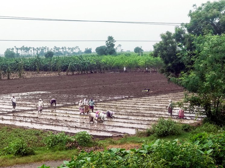 Crops being grown in Undavalli being grown in lands which are not given for pooling