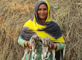 Husn Ara's small world of goats and hopes