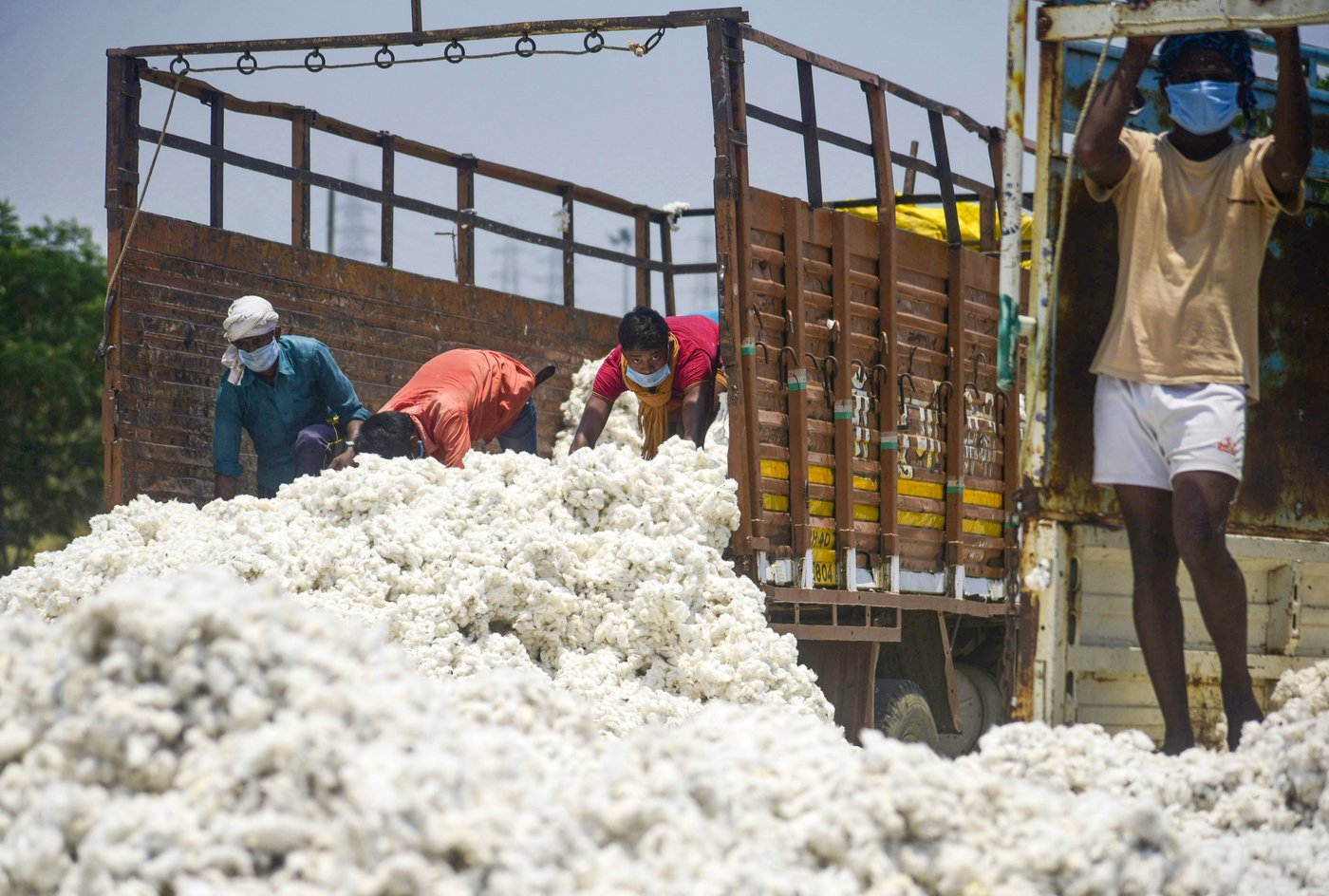 Huge quantities of cash crops lie unsold across India – like cotton in Maharashtra. A hunger crisis looms, yet farmers in Vidarbha a plan to sow cotton, not food crops, once again this kharif season 