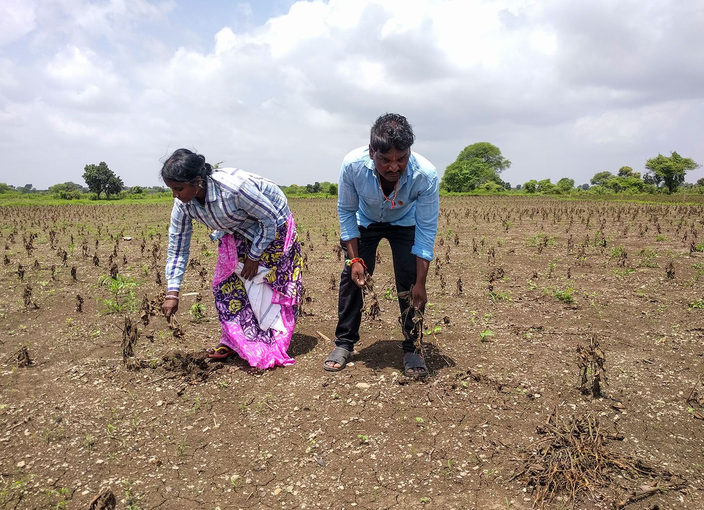 Kuntawar Sangeetha (left) and Kuntawar Gajanan (right) clearing the dead plants on their farm. They are preparing their land for cultivating chickpea in Rabi season