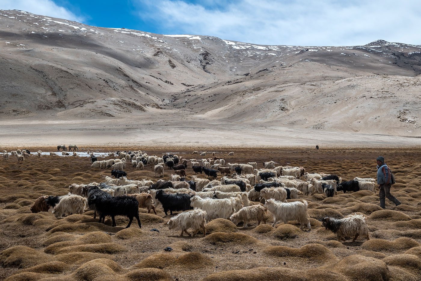 Around 110 kilometres northwest of Hanle, and about 60 kilometres northeast of Karzok village (also called Korzok) at the shore of the Tso Moriri lake, Tsering Nurgu and his herd of goats look for a  patch for grazing after trekking for 3-4 hours