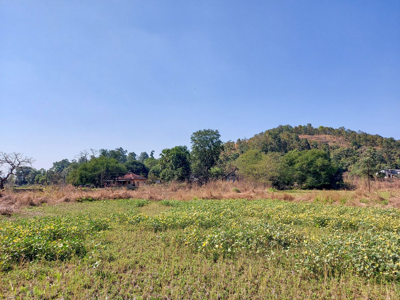 Nimbavalli village