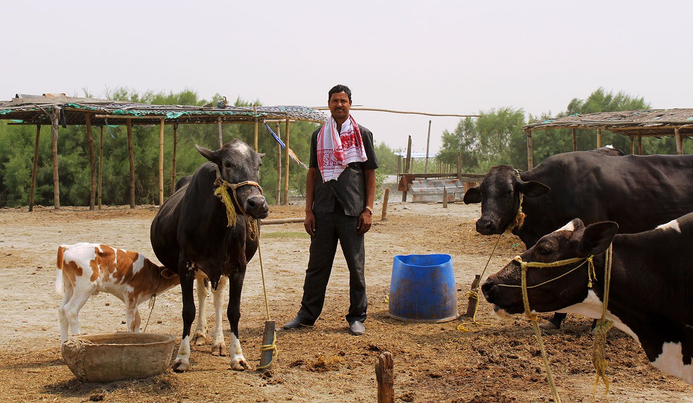 Tamezuddin Mandal with his cross-breed cows