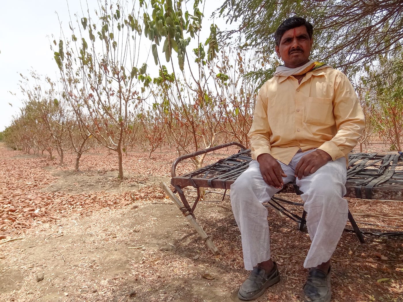 Prahlad Dhoke sits against the backdrop of his dying orchard in the middle of his arid farm; he says he spends hours every day to tend to his farm
