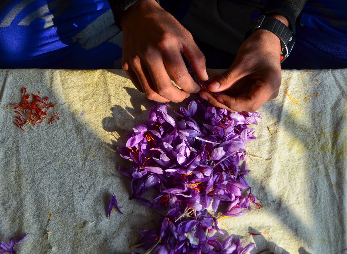 Abdul Rashid, 55, along with his son Fayaz, extracting the saffron strands from flowers at their home in the Khrew area of Pulwama. He says removing the strand from the flower is an art. “You have to be very skillful to take out the correct strand from the flower, otherwise you will ruin it.”