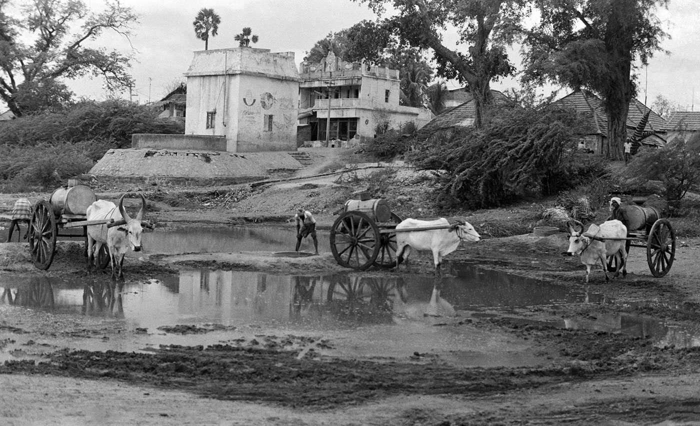 Man with buffaloes next to a pool of water in Ramnad
