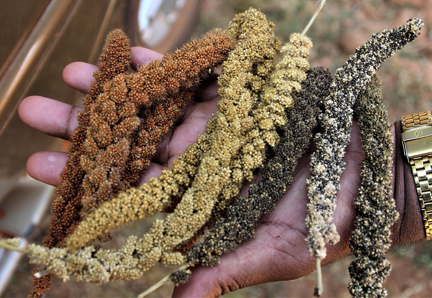 A man holding Foxtail millet (kangu seeds)