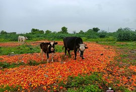 اننت پور: ٹماٹر کی قیمت گھٹنے پر دعوت اڑاتی گائیں