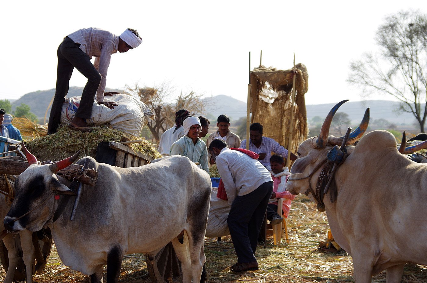 Helpers working to protect cows from heat and drought in one of the biggest cattle camps in Maharashtra.