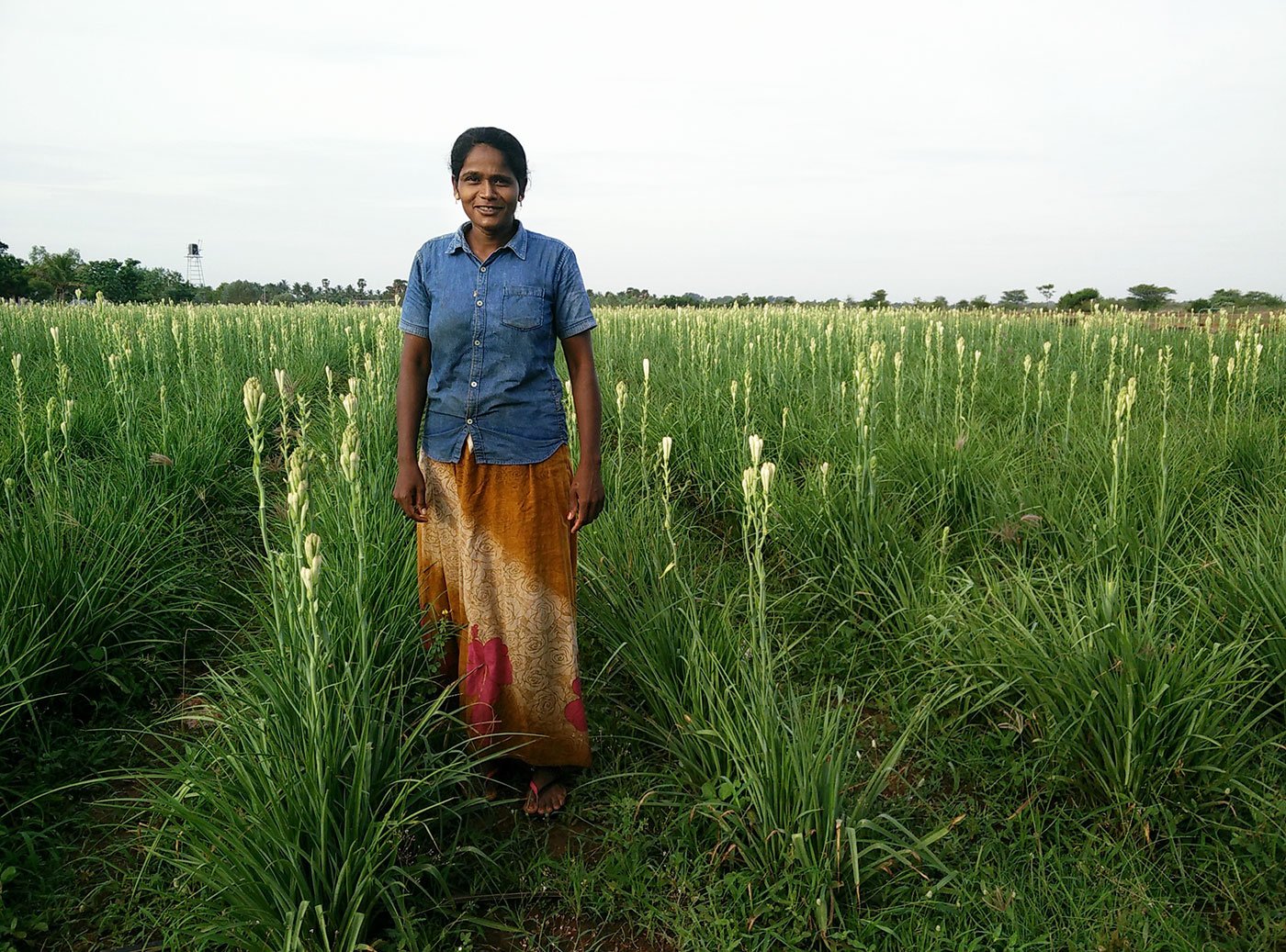 Chandra in her field of tuberose flowers