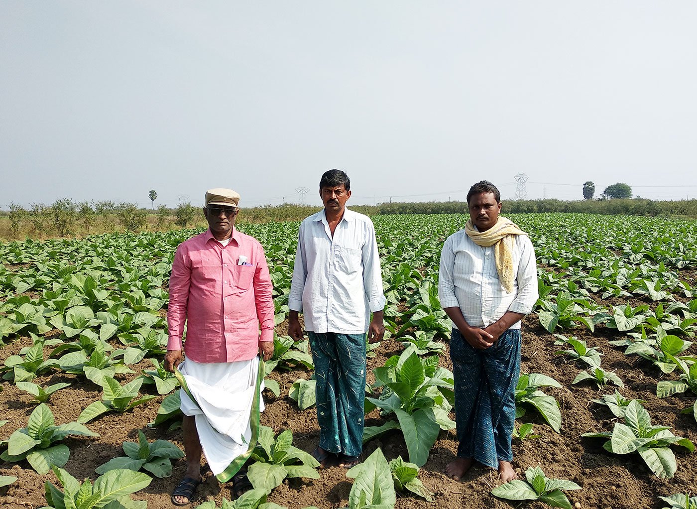 Tobacco farmers in their field