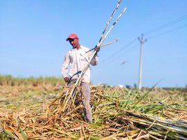 Farming in Araria, cutting cane in Karnal