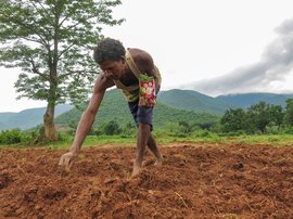 ओडिशा: जलवायु संकट की खेती