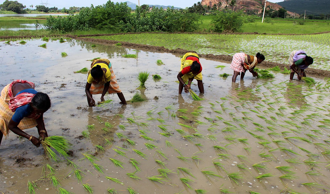 In Nadumudalaikulam, women are working at the fields.