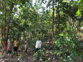 ७९,००० कोटींचं जंगल असं ‘साफ’ करायचं