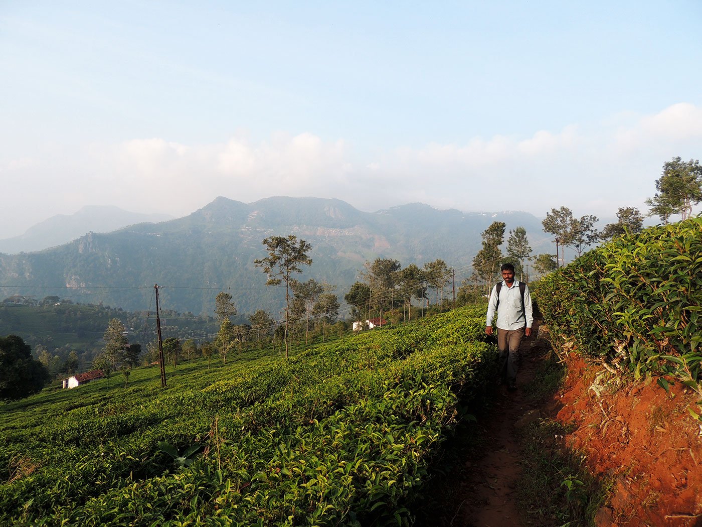 A man walking along a path in the tea gardens of the Nilgiri hills