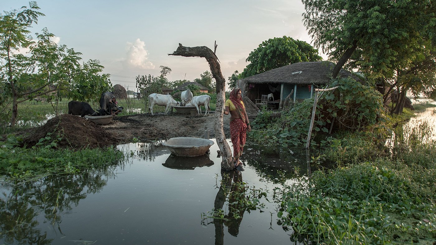 Woman standing in between submerged land with cows and hut in background