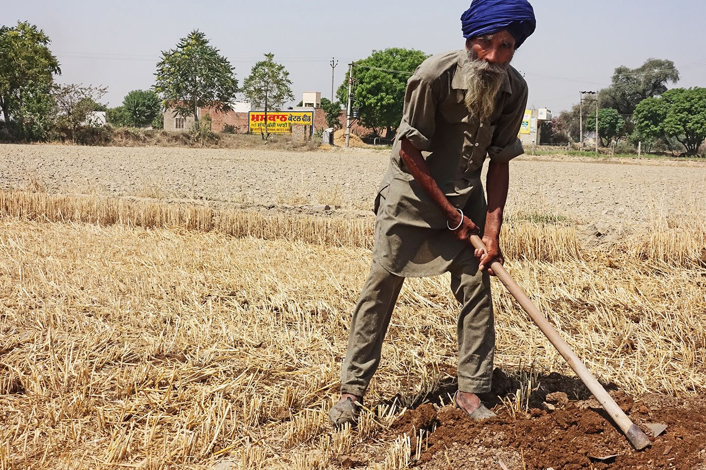 A Punjabi farmer in the field