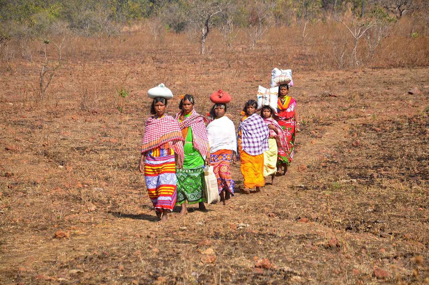 Tribal women walking in a field with a load on their heads