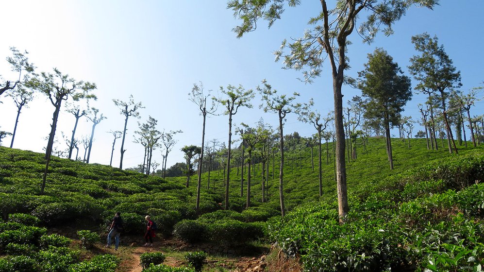 Verdant tea estates on the way to Velaricombai, R. Krishna's village