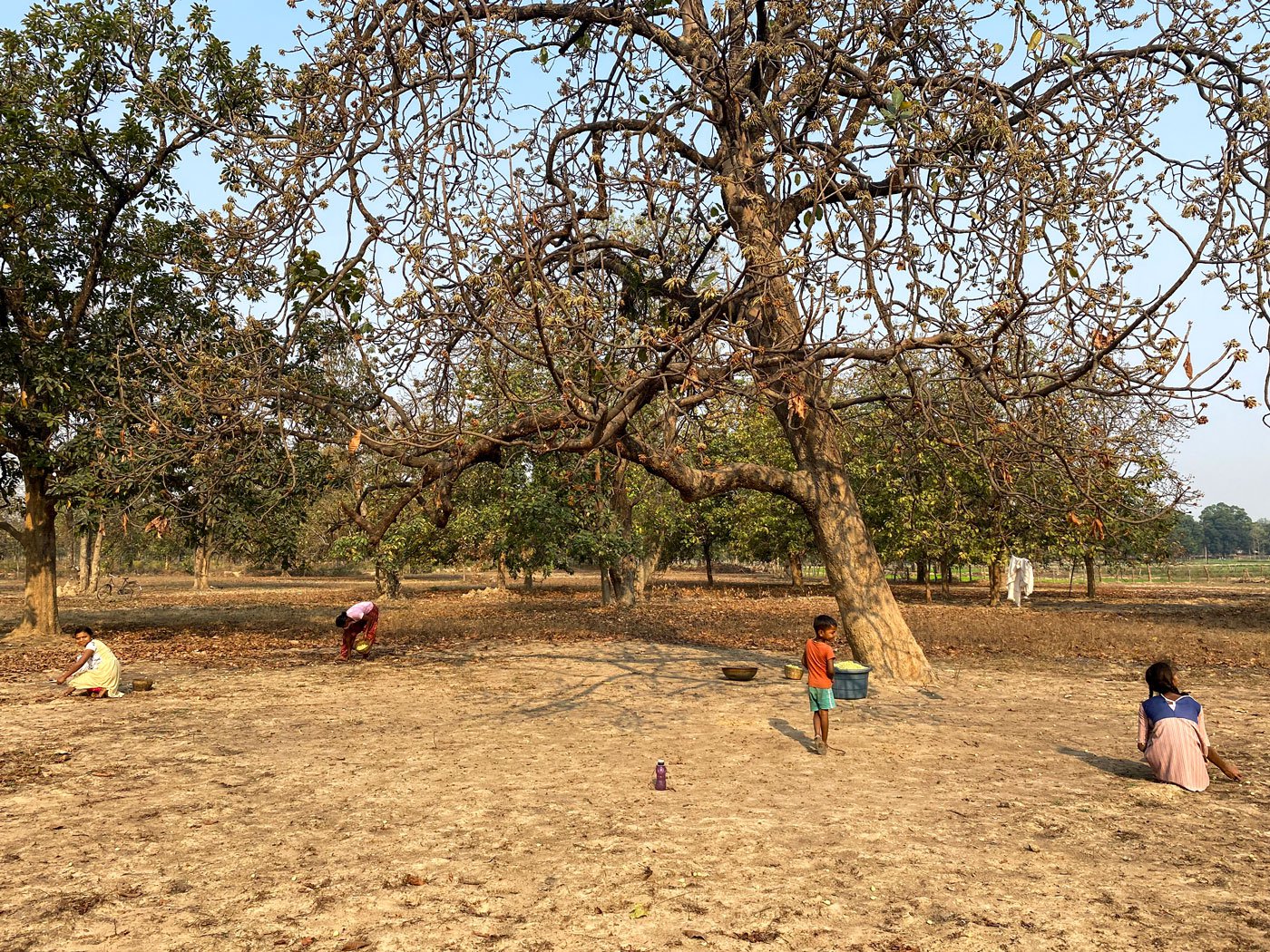 Usha (extreme right) and her sisters Uma and Sarita (yellow) are busy collecting mahua in the forest near Aam gaon