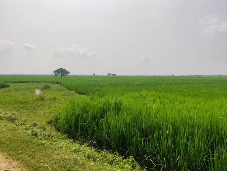 Rajiv Kumar Ojha's five-acre farmland in Chaumukh village