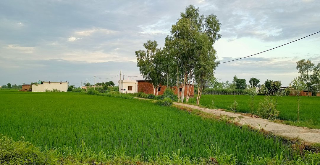 Paddy fields on the way to Nagala. Agriculture is the main occupation here in this terai (lowland) region in Udham Singh Nagar district