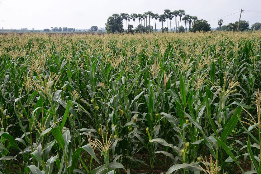 Field of maize. The fertile fields of Uddandarayunipalem, Lingayapalem and Venkatapalem villages in November 2014, before the whole land pooling exercise for the capital region has started. 