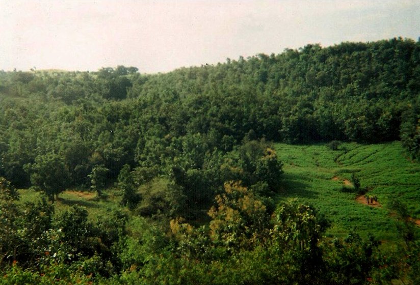 A panoramic view of the dense forest in Pujara ki Chowki village, among the few that still have such greenery. In the foreground is the farm of Ursia Punia, a Bhil cultivator
