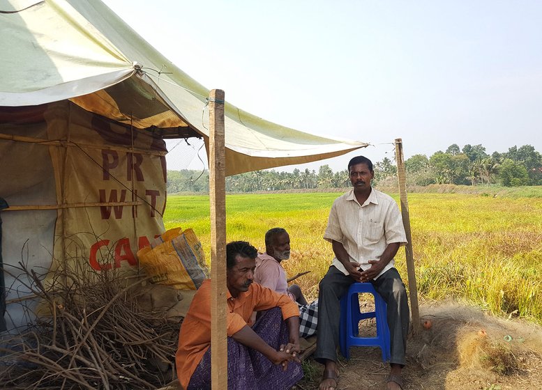 Babu Ulahannan and  KV George, (orange and white shirt,respectively) are two of the five farmers who got together to cultivate paddy on 250 acres of fallow land. 
 
