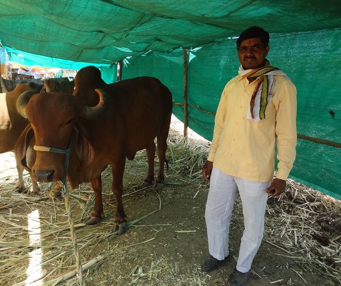 Prahlad with his ailing Gir cow at his cattle-shed in the cattle camp.