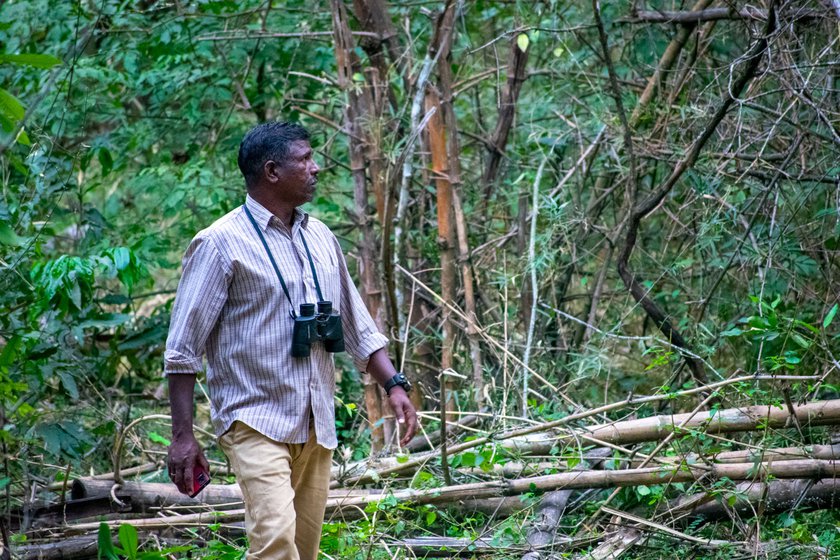Left: B. Siddan looking out for birds in a bamboo forest at Bokkapuram near Sholur town in the Nilgiri district.