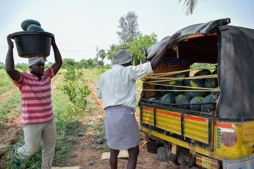 Left: 'Some are calling it ‘corona kaya’ [melon]', says Gudapuri Balaraju, loading his autorickshaw with watermelons in Vellidandupadu hamlet. Right: The decline in the trade in watermelon, in great demand in the summers, could hit even vendors

