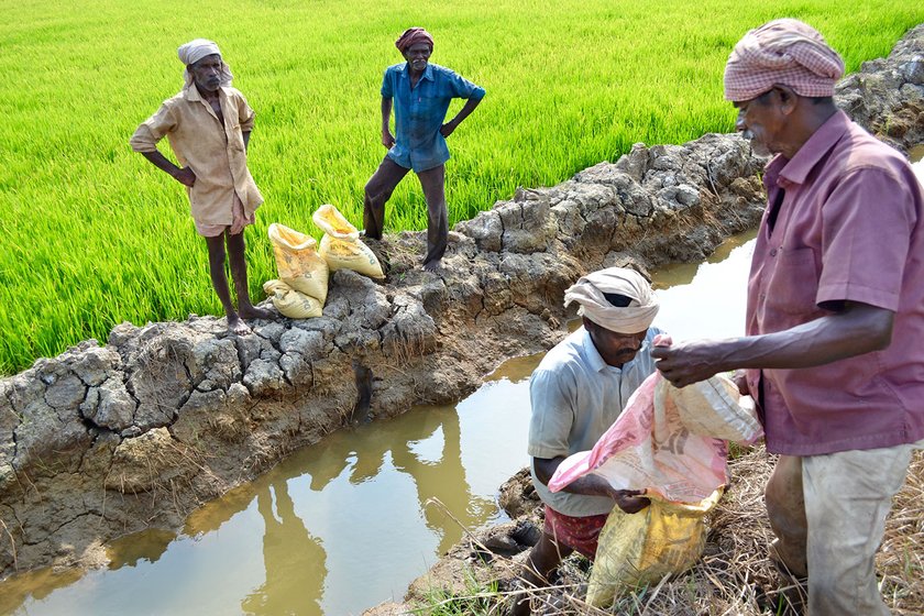 Agricultural labourers who were adding fertilisers to the field in Kalathilkadavu,Kottayam