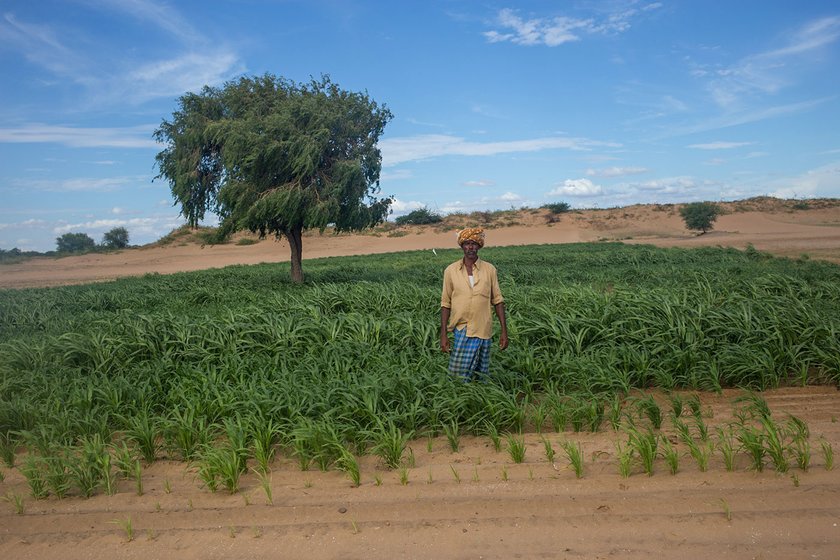 Pujarai Linganna in his field