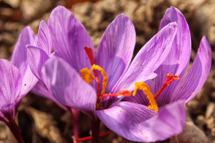 Saffron flowers in full bloom in the fields of Pampore before the November 7 snowfall this year (left)