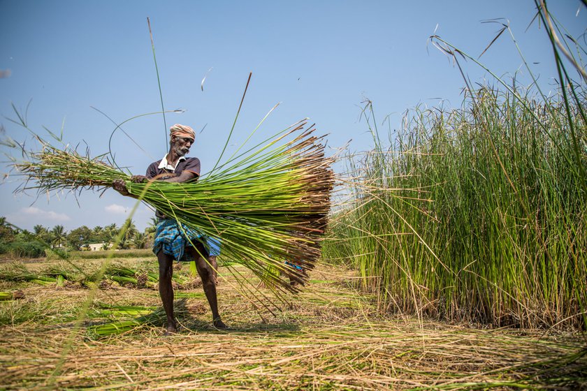 Left: V.M. Kannan (left) and his wife, K. Akkandi (right, threshing), work together in the korai fields. Most of the korai cutters from Amoor are women