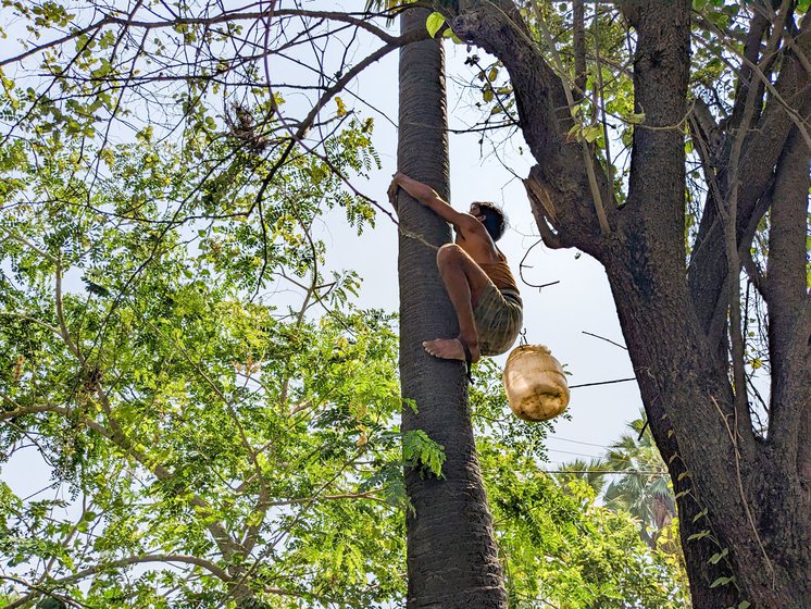 Ajay climbing a palm tree with a pakasi – a black leather or rexine strap, stretched between his feet. He demonstrates (right) how he grabs the trunk of the tree with his fingers intertwined