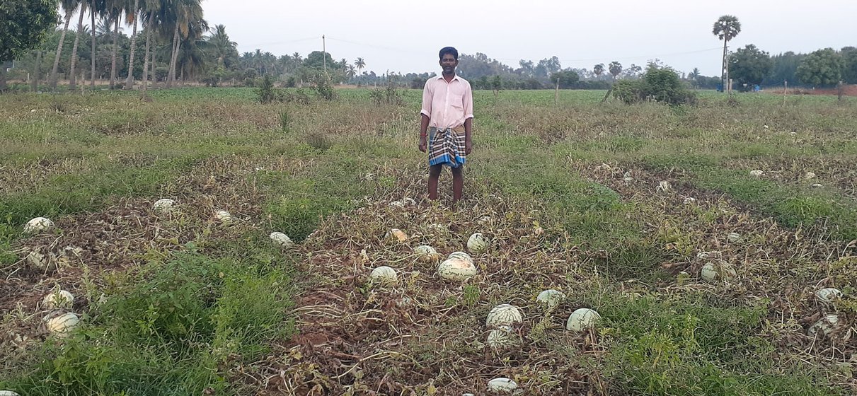 Left: In Kokkaranthangal village, watermelons ready for harvest on M. Sekar's farm, which he leased by pawning off jewellery. Right: A. Suresh Kumar's fields in Chitharkadu village; there were no buyers or truck drivers to move his first harvest in the  last week of March

