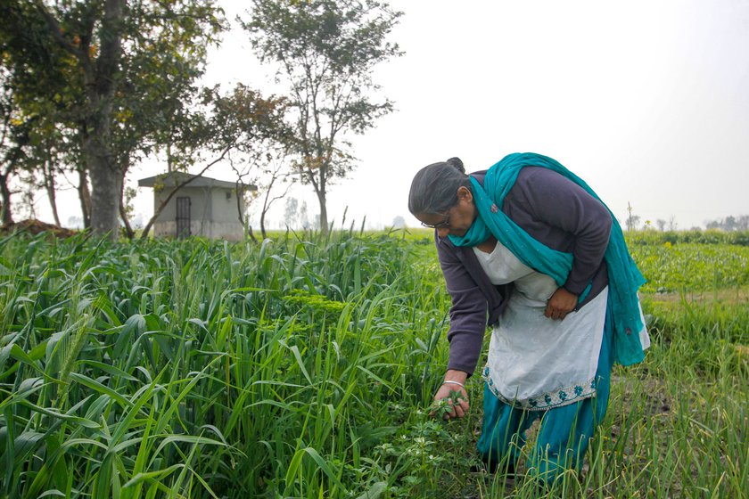 Harjeet Kaur is farming