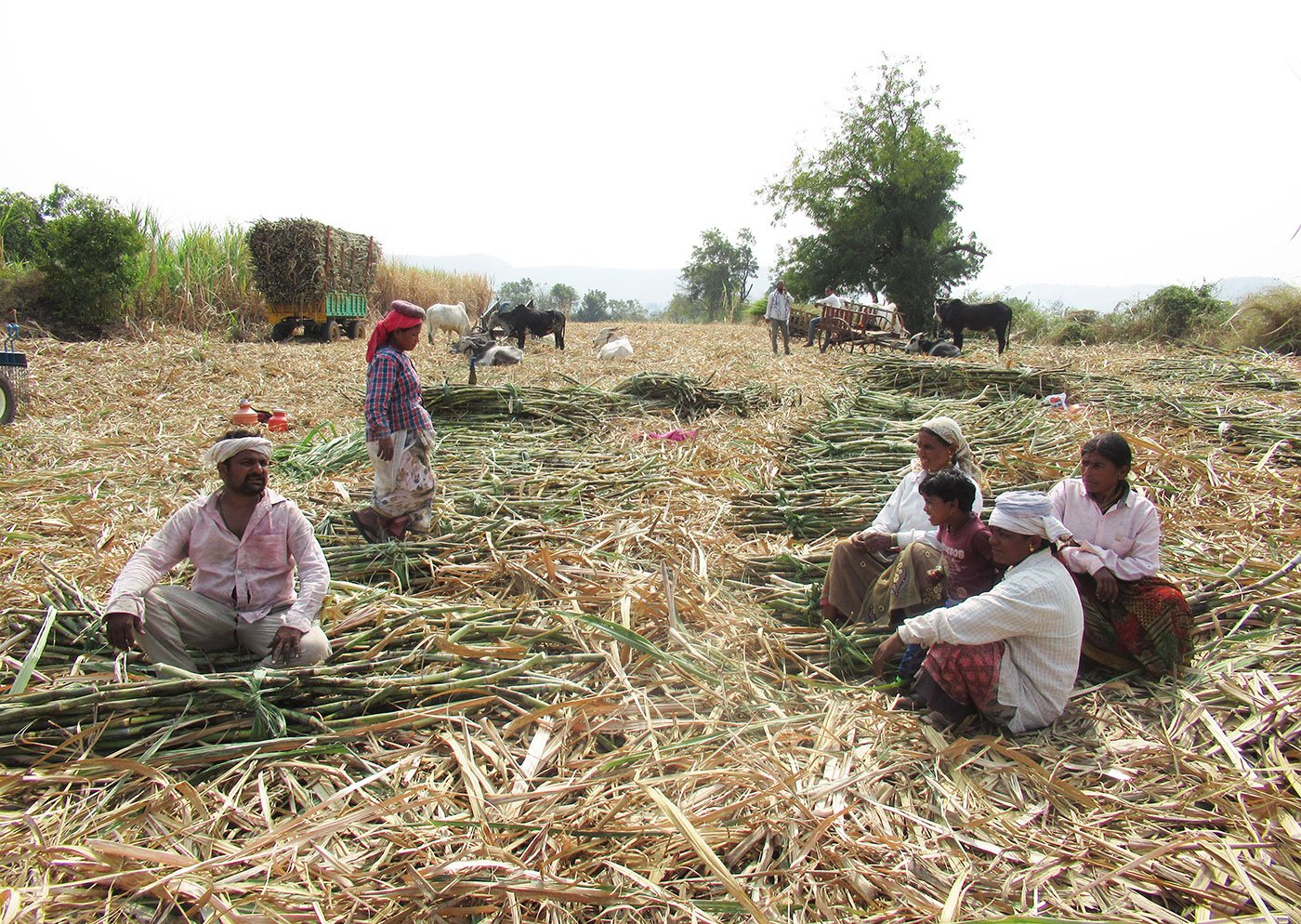 For the lakhs of labourers hired by the sugar factories of western Maharashtra, social distancing is a distant dream. Many in Sangli district are still chopping cane in unhygienic conditions despite the fear of Covid-19


