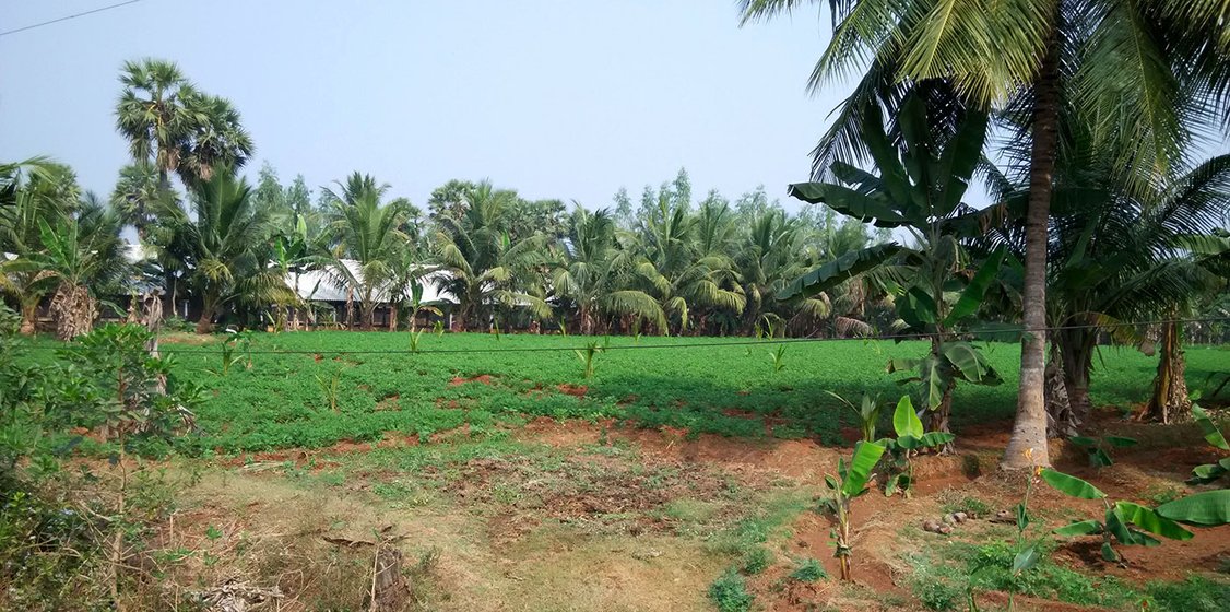 Coconut and banana plantations interspersed with each other (multi cropping) in the same field in Kotapalem. All these lands are being taken for the construction of the nuclear power plant