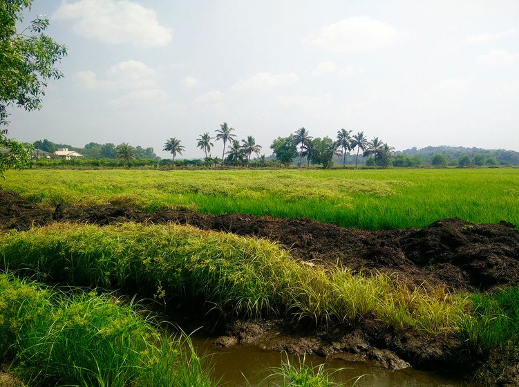 A part of the 250 acres of paddy fields in Kallara that were cultivated by Babu, George, Shibu, Varghese, and Suresh.