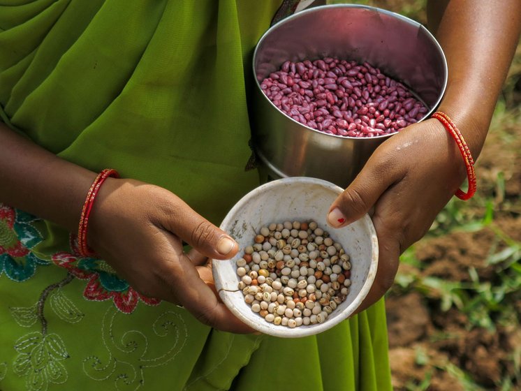 But many are reluctant to entirely abandon their indigenous food crops, such as pigeon pea. They sow this interspersed with cotton, thus feeding agri-chemicals meant for the cotton plants to their entire farm.