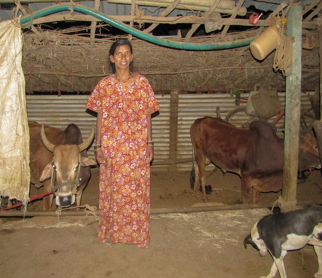 Lilabai Memane in the shed with two buffaloes