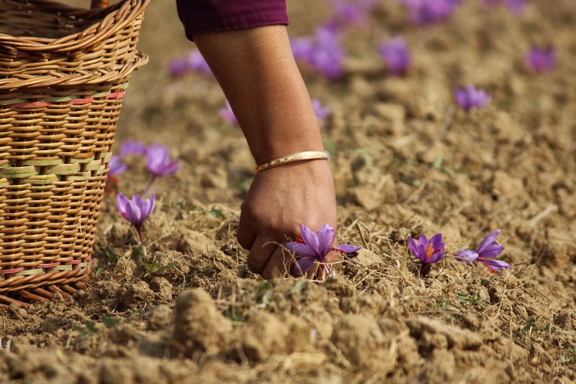 A farmer (right, who did not want to be named) plucking saffron flowers in her field in the Galendar area of Pulwama.