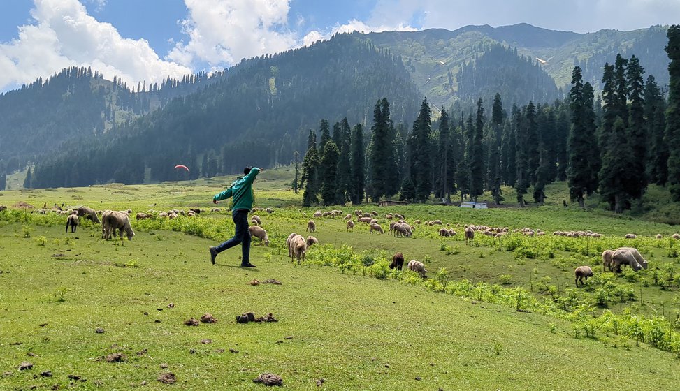 A chopan whistles and moves the herd of sheep towards the higher mountains for fresh pastures