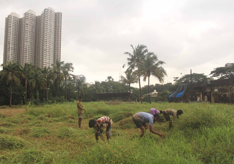 Left: The Adivasis of Aarey have for long cultivated their shrinking famlands right next to a growing city. 