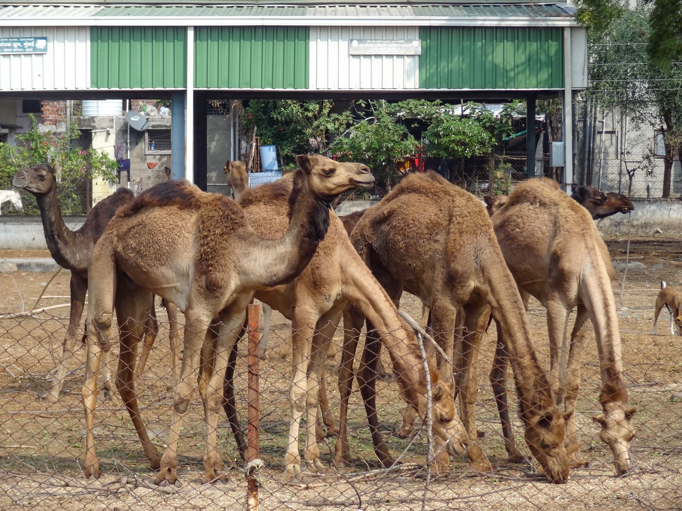 The camels, all male and between two and five years in age, are in the custody of a cow shelter in Amravati city